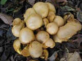 Gymnopilus validipes image