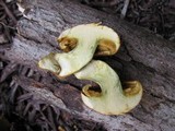 Gymnopilus validipes image