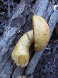 Gymnopilus validipes image