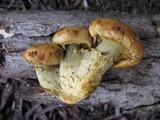 Gymnopilus validipes image