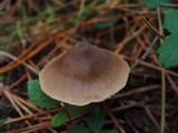Entoloma conferendum image