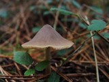 Entoloma conferendum image