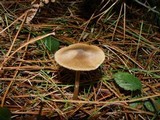 Entoloma conferendum image