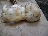 Rhodocollybia maculata image