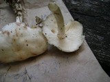 Rhodocollybia maculata image