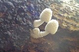 Leucocoprinus cretaceus image