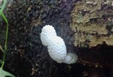 Leucocoprinus cretaceus image