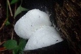 Leucocoprinus cretaceus image