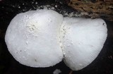 Leucocoprinus cretaceus image