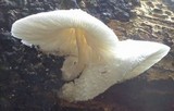 Leucocoprinus cretaceus image