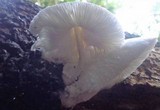 Leucocoprinus cretaceus image