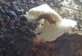 Leucocoprinus cretaceus image