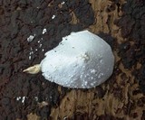 Leucocoprinus cretaceus image