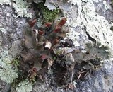 Peltigera praetextata image