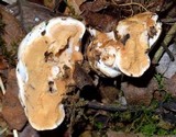 Redeckera fulvum image