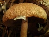 Psathyrella delineata image