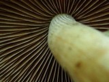 Psathyrella delineata image