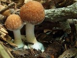 Psathyrella delineata image