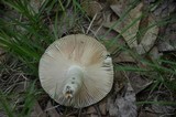 Russula parvovirescens image
