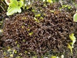 Leptogium palmatum image