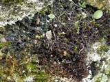 Leptogium palmatum image