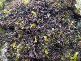 Leptogium palmatum image