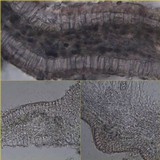 Leptogium palmatum image