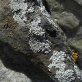 Lecanora rupicola var. rupicola image