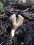 Helvella compressa image