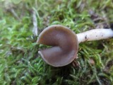 Helvella compressa image