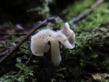 Helvella compressa image