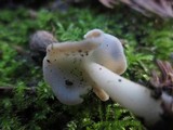 Helvella compressa image