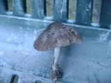 Pluteus longistriatus image