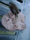 Pluteus longistriatus image