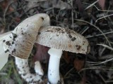 Amanita marmorata image