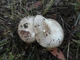 Amanita marmorata image