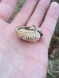 Daedalea quercina image