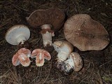 Agaricus pattersoniae image