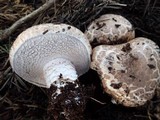 Agaricus pattersoniae image
