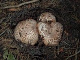 Agaricus pattersoniae image