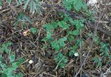 Leucocoprinus fragilissimus image