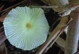 Leucocoprinus fragilissimus image