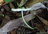 Leucocoprinus fragilissimus image