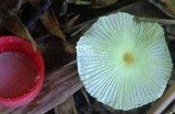 Leucocoprinus fragilissimus image