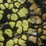 Rhizocarpon pusillum image