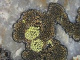 Rhizocarpon pusillum image