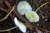 Leucocoprinus fragilissimus image