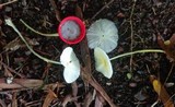 Leucocoprinus fragilissimus image