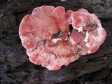 Byssomerulius incarnatus image