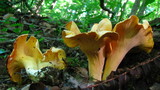 Cantharellus lateritius image